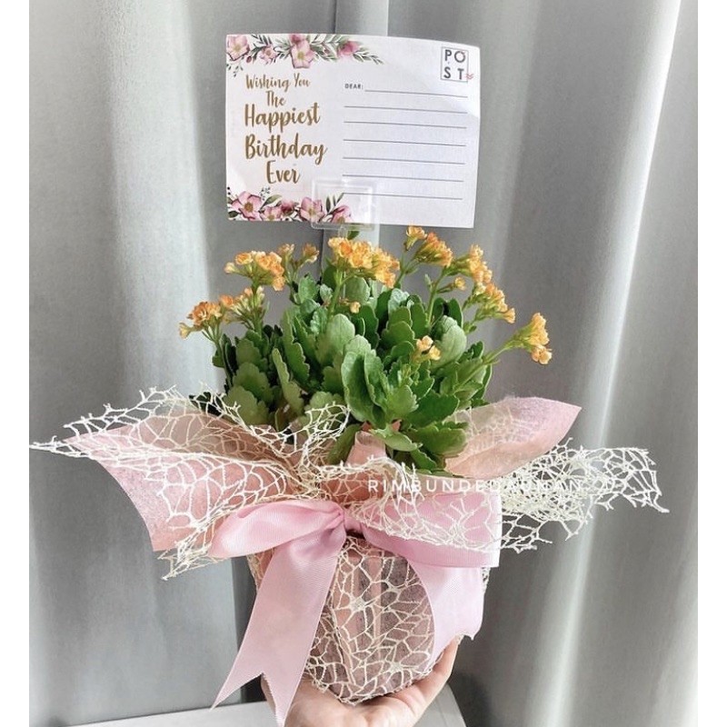 Hampers Buket Bunga Cocok Bebek Tanaman Pot Asli