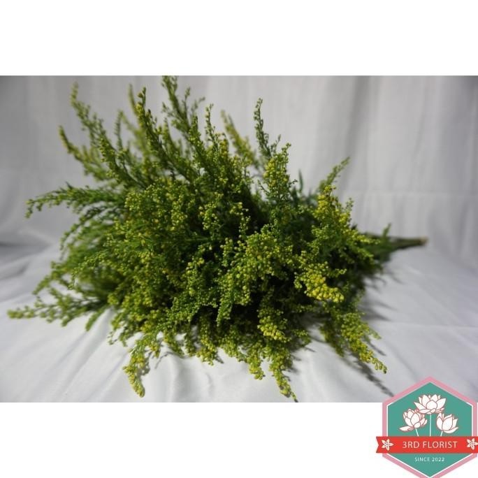 

Miliki - Daun Salidago (Daun Potong Lokal / Daun Segar Lokal) ,.