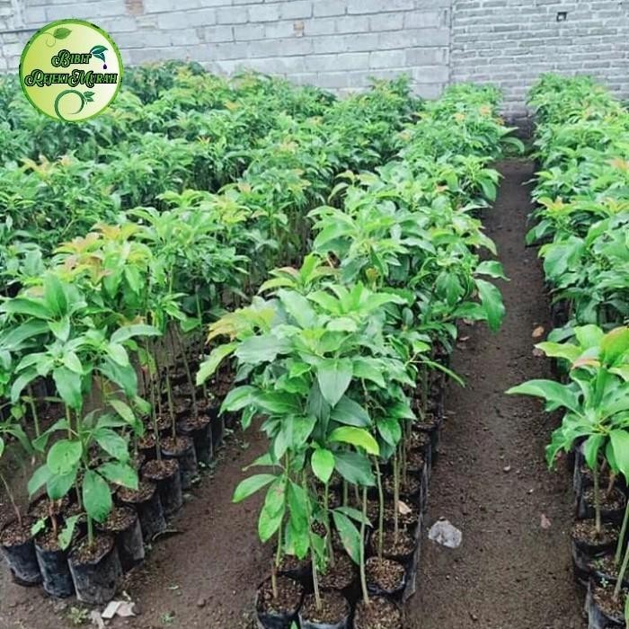 

Bibit Buah Alpukat Aligator Hasil Selling | Pohon Alpukat Best Seller