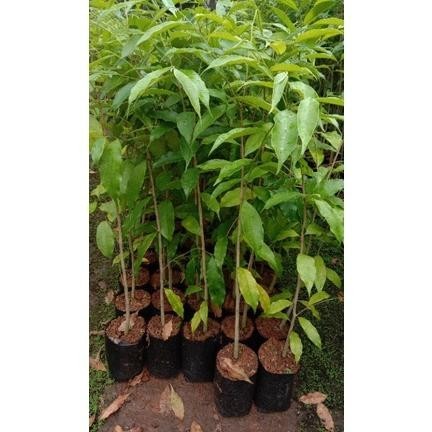 Omahijoofficial Bibit Gaharu Asli // Gaharu Malacensis ukuran -+60 cm // Bibit Gaharu Malacensis