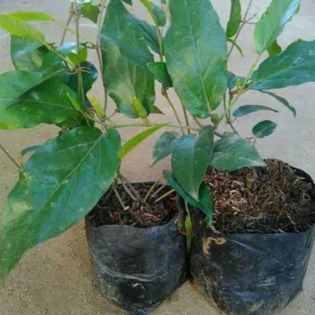 Omahijoofficial Bibit Tanaman Rempah Cabe Jawa / Bibit Cabe Jawa / Cabai Jawa