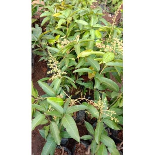 Omahijoofficial Bibit Buah Mangga Chokanan Berbunga // Pohon Mangga Chokanan Sedang Berbunga // Mang