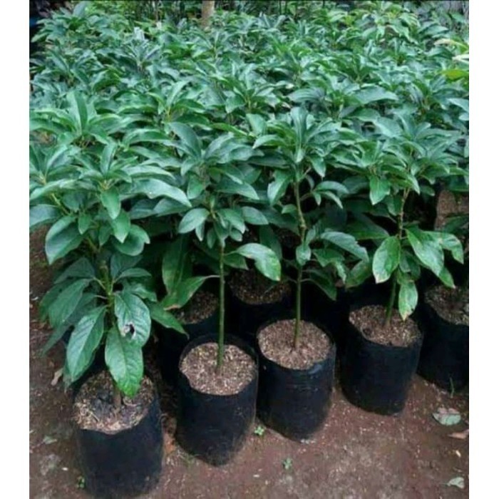 bibit tanaman buah apukat tanpa biji okulasi benih pohon di dalam pot ASLI