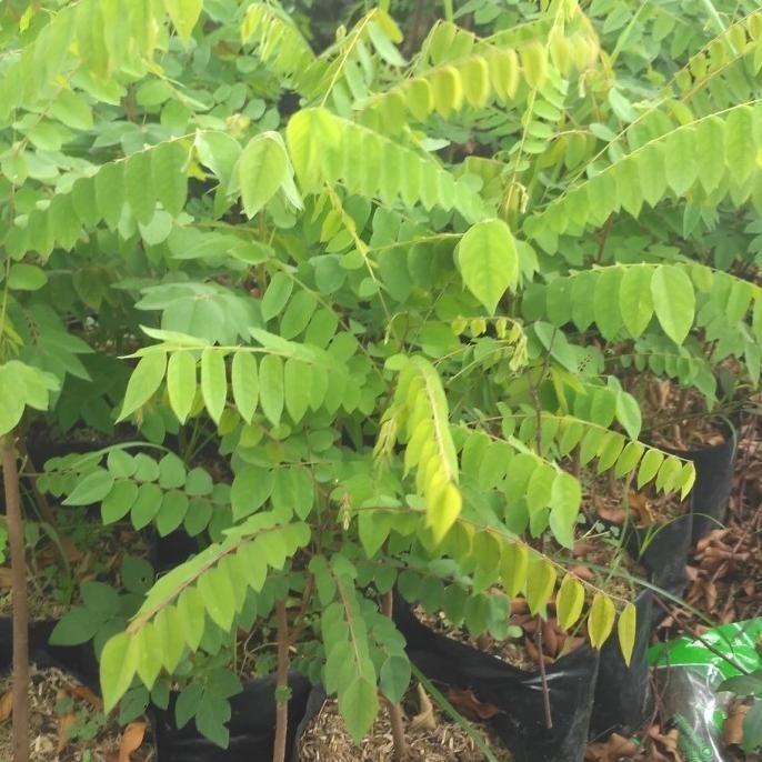 Bibit Belimbing Wuluh Pohon Belimbing Wulu Buah Blimbing CCCC ASLI