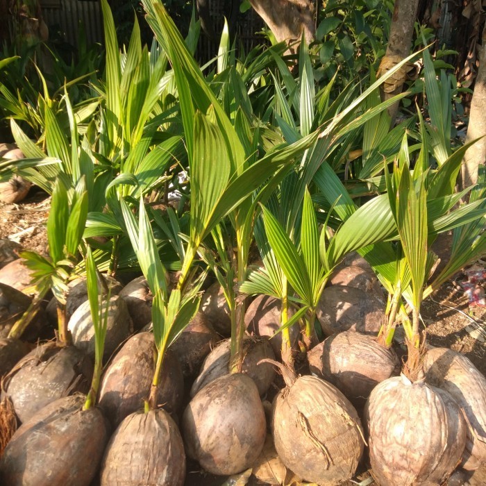 bibit kelapa hibrida benih pohon tanaman buah bisa untuk bonsai taman ASLI