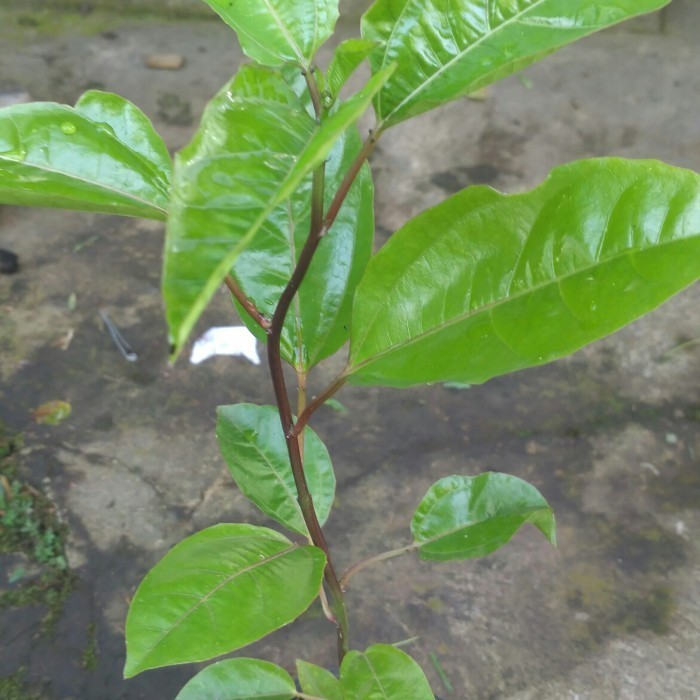 Bibit Tanaman Buah Markisa Ungu Pohon Buah Markisa Ungu ASLI