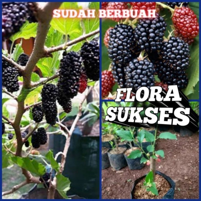 Tanaman Buah Murbei Pohon Murbei Bibit Murbei ASLI
