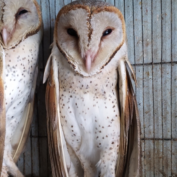 Burung Hantu Tyto Alba/Barn Owl/Serak Jawa