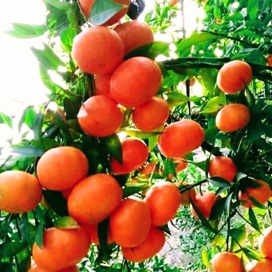 Bibit Tanaman Buah Jeruk Santang Madu ORI Sudah Berbuah