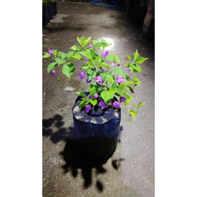 omahijoofficial Jual Bougenville Anggur Ungu Batang sambung / Bougenville Anggur ungu sambung pucuk