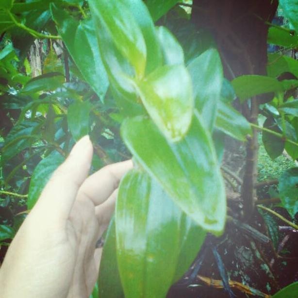 omahijoofficial Bibit Anggrek Berbunga Termurah  Bibit Tanaman Anggrek  Bibit Bunga Anggrek 