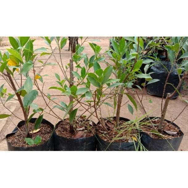 omahijoofficial Bakal Bonsai Kimeng // Bahan Bonsai // Beringin Kimeng