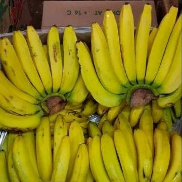 

Pisang Ambon Sukabumi 1 sisir