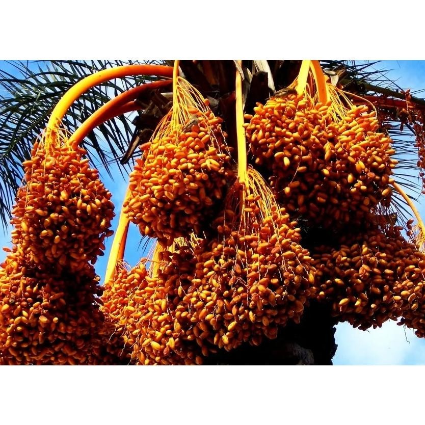 

Kurma Tunisia Tangkai 1 Kg - Deglet Nour Palm Fruit Organic Dates Terbaru