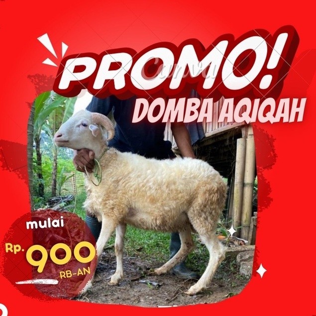 

Free Sertifikat Aqiqah Kambing Domba Aqiqoh Sunnah Wajib Nadzar Shodaqoh Akikah Sedekah Daging