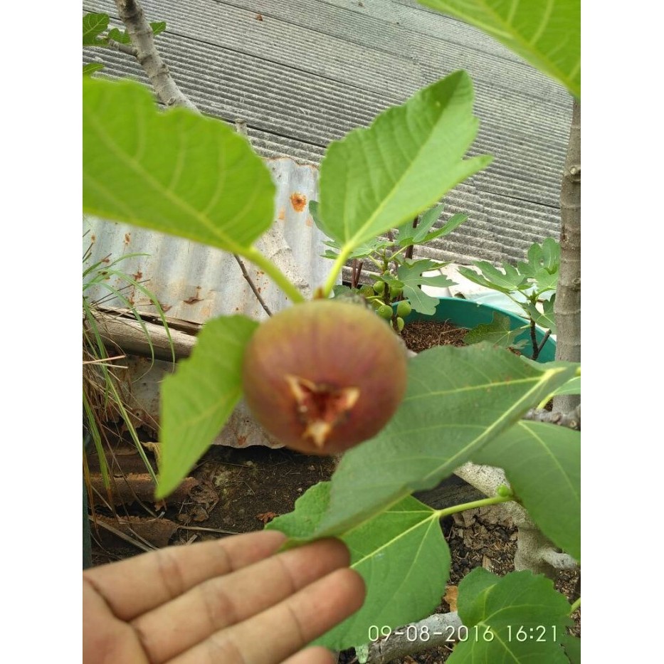 

Bibit Pohon Tin Jenis Purple Jordan