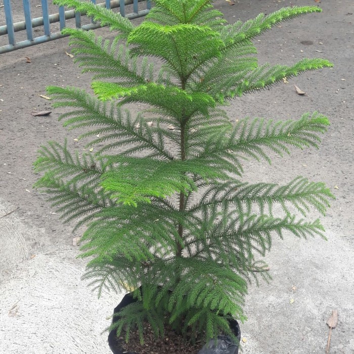 

Pohon Cemara Norflok