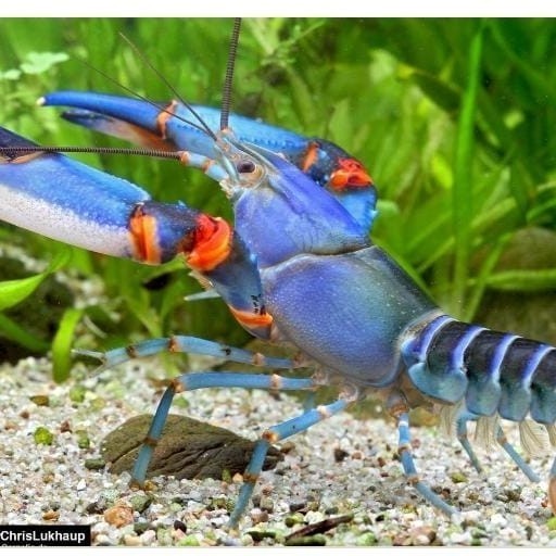 

Cherax Papua Blu Kong Lobster Hias Papua Blukong
