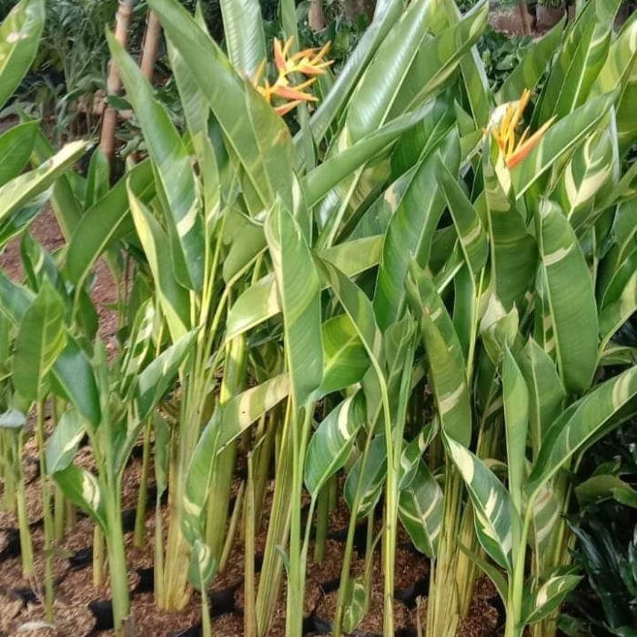 

Paket 10 Polybag Pisang Heliconia Varigata Golden
