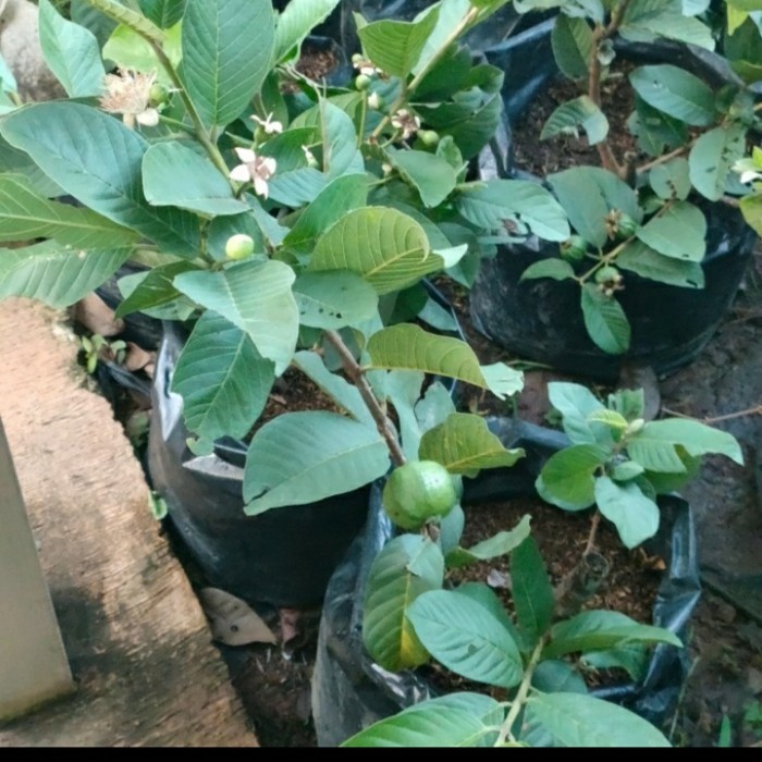 

Pohon Jambu Kristal Berbuah