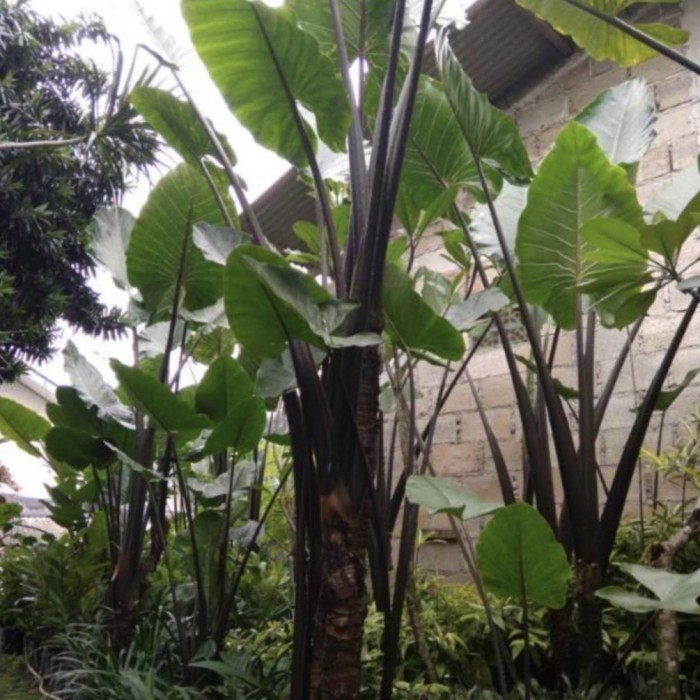 

Tanaman Hias Sente Bali Hitam Tinggi 1 Meter Bonggol Sudah Besar