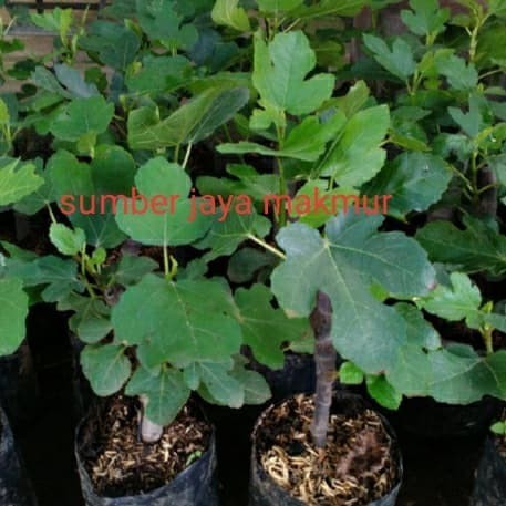 

Bibit Pohon Buah Tien