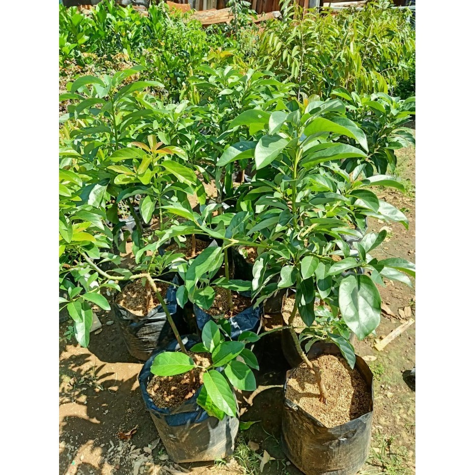 

Bibit Pohon Alpukat Miki Tinggi 1 Meter