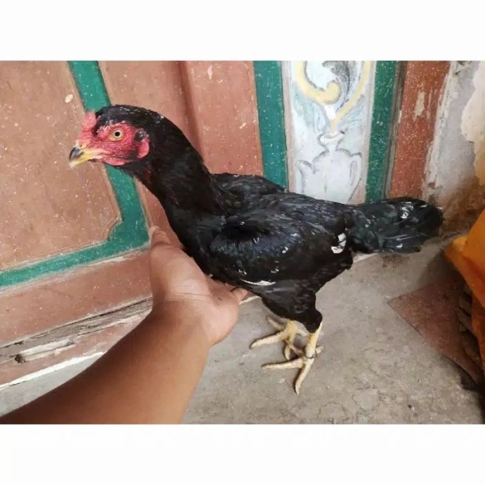 anak ayam bangkok keturunan juara import garansi bagus