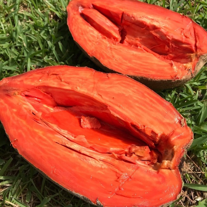 

Buah Segar Mamey Sapote Magana Berat 1-1,5 Kg Sawo Jumbo Fresh Mamei