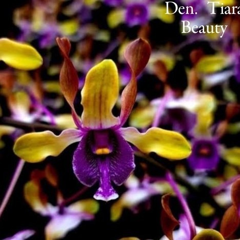 

Anggrek Dendro Species Tiara Beauty