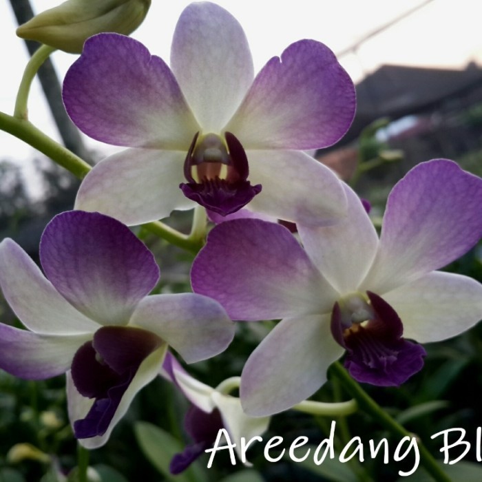 

Anggrek Dendro Aredang Blue