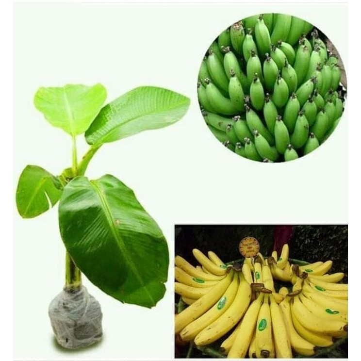 Pisang Cavendish Super / Sunpride / Bibit Benih Tanaman Pohon Buah Po TOP