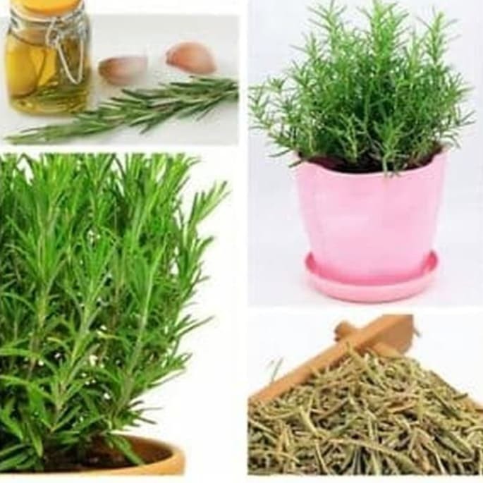 

Rosemary dry 1 kg ( daun rosemary kering 1kg )