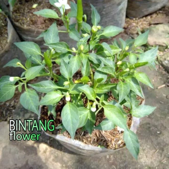 tanaman cabe rawit hijau / bibit cabe rawit hijau TOPP