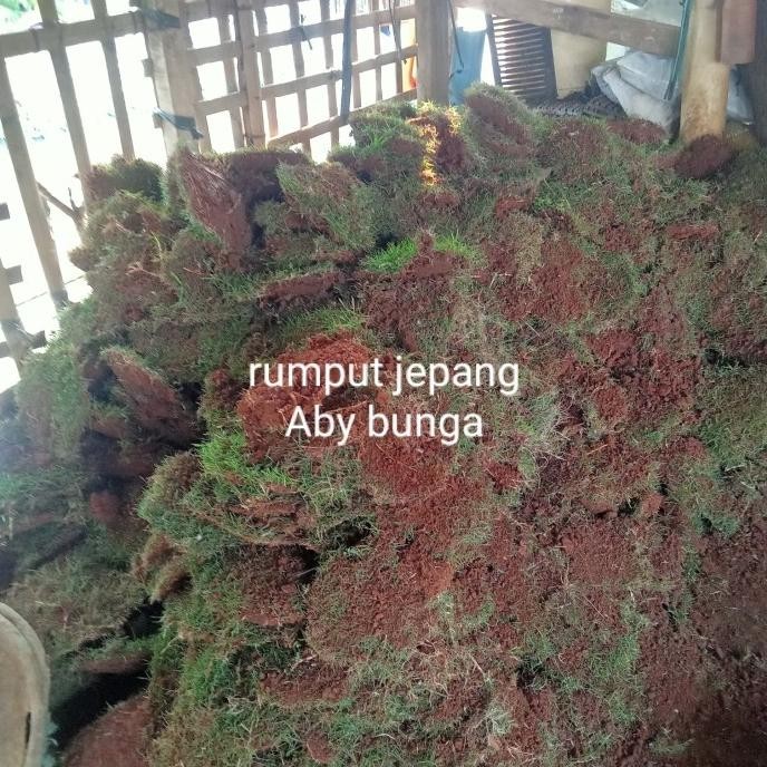 Rumput Jepang 1 Meter Persegi