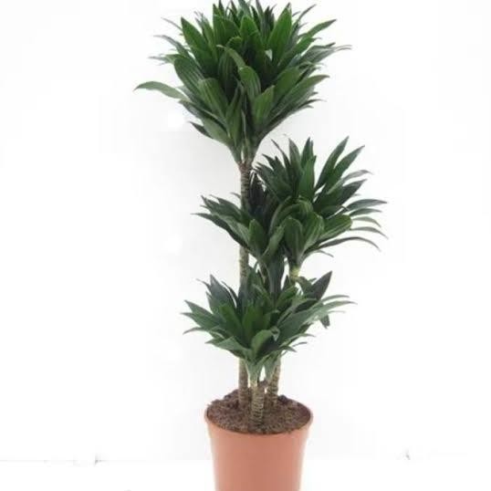 Dracaena Janet Craig Compacta Tanaman Hias Indoor Ruangan Cabang 3
