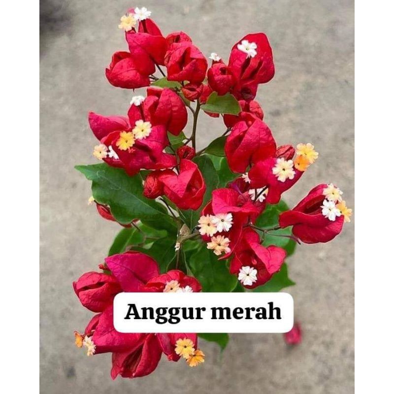 bougenville tanglong merah cabe