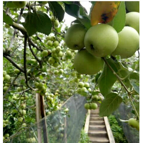 BIBIT POHON APEL MANALAGI