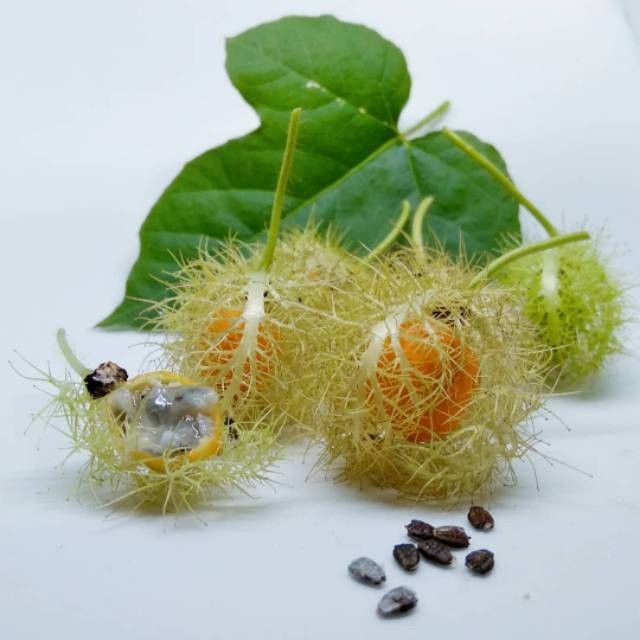 Online Seeds - 20 Benih Buah Markisa Mini