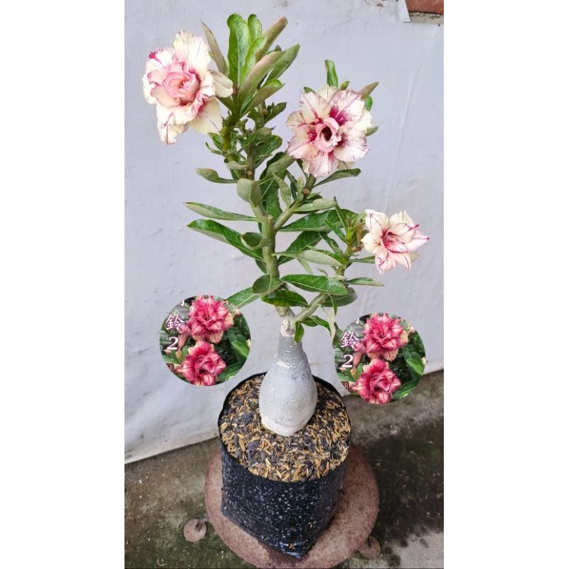 Adenium Bunga Tumpuk Size B