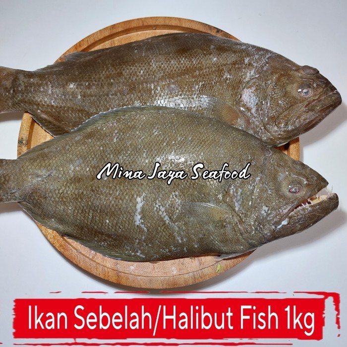 

Ayala - Ikan Sebelah Segar / Halibut Fish / Ikan Laut / Seafood