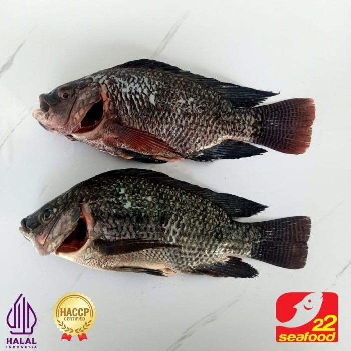 

Ayala - Ikan Nila Hitam Wggs (Sudah Buang Sisik Dan Jeroan) / Seafood 22