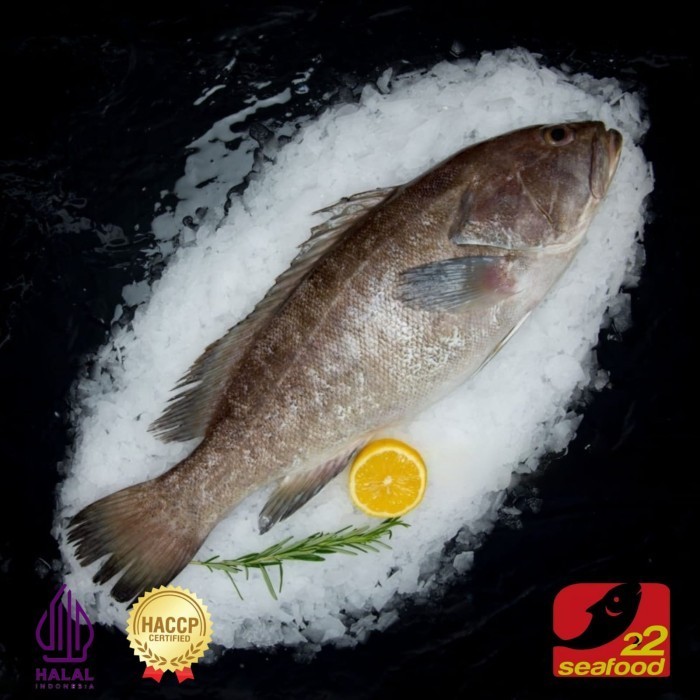 

Ayala - Ikan Kerapu Wggs 1 Kg / Ikan Utuh / Ikan Kualitas Segar / Seafood 22