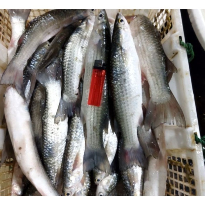 

Ayala - Ikan Blanak Segar Fresh Seafood 1Kg Bergaransi Hasil Laut Harian