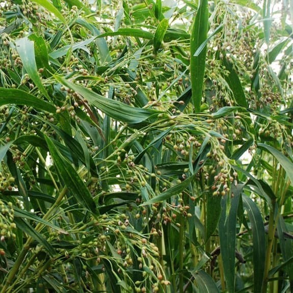 Seed Center Bibit Benih Jagung Hanjeli Jali Jepen (5 Gram)