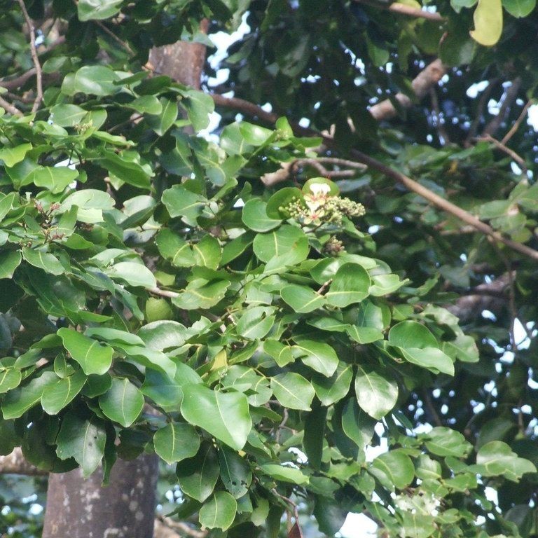 Seed Center - Bibit Benih Merbau (5 Gram)