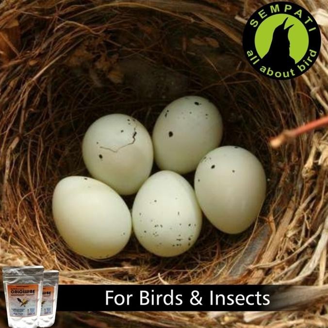 CALCINUT CALCI NUT BE CALCINUT KALSIUM MULTIVITAMIN PAKAN GECKO REPTIL GS