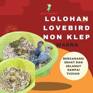 anakan lolohan lovebird non klep roseicollis