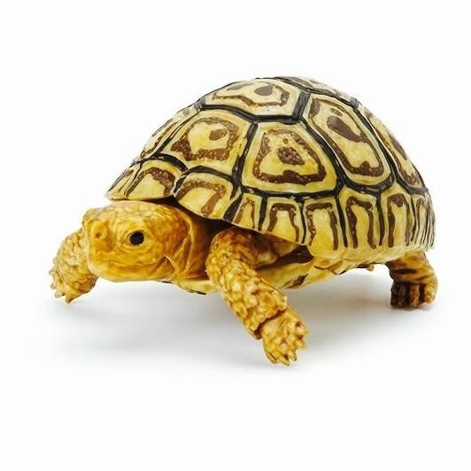 Gashapon kame 05 baby leopard turtle - gacha kura bandai dangomushi