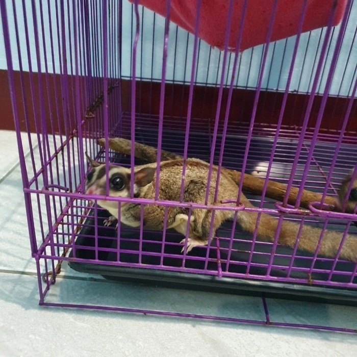 sugar glider classic grey indukan sepasang